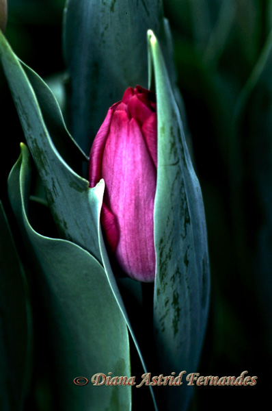 Fushia-Tulip-Bud-all-tucked-in